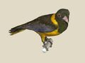 Green-headed Oriole specimen RWD.jpg