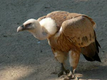 Gyps fulvus -Oakland Zoo-8a.jpg