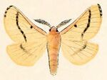Lemonia ballioni.jpg
