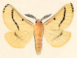 Lemonia ballioni.jpg