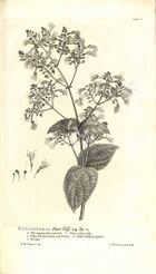 Linnaeus Hortus Cliffortianus plate 05.jpg