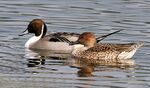 Northern Pintails (Male & Female) I IMG 0911.jpg