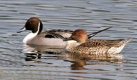 Northern Pintails (Male & Female) I IMG 0911.jpg