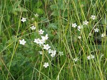 Parnassia palustris4798.JPG