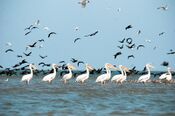 Pelicans.jpg