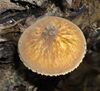 Pluteus umbrosus 90774.jpg