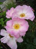 Rosa Escapade1c.UME.jpg
