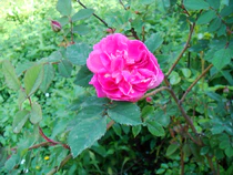 Rosa pendulina morletii plena morlett 1883.JPG