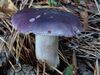 Russula azurea G2.3.jpg