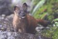 Siberian Weasel Pangolakha Wildlife Sanctuary East Sikkim India 14.05.2016.jpg