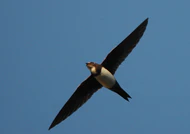 Tachymarptis melba in flight.jpg