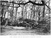 The great elm at Magdalen College, Oxford.jpg