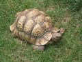 African Leopard Tortoise.jpg