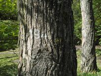 Bergpark Wilhelmshöhe - Baum 194 2020-04-27 f.JPG
