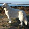Cane da Pastore Maremmano Abruzzese.jpg