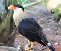 Caracara cheriway -Brevard Zoo-8a.jpg