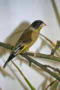 Chloris ambigua, captive.jpg