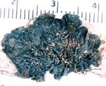 Collema furfuraceum-2.jpg