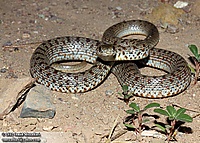 Dolichophis schmidti.jpg