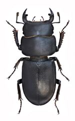 Dorcus parallelipipedus m.jpg