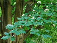 Fagus orientalis-dkrb(2).jpg