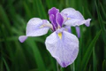 Iris,Suigo-Sawara-aquatic-botanical-garden,Katori-city,Japan.jpg