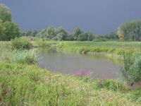 Nationaal Park De Biesbosch.jpg
