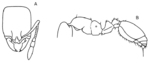 Oxyidris antillana Wilson 1985.png