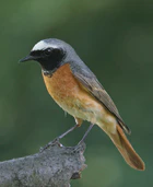 Phoenicurus phoenicurus male(js) (cropped).jpg