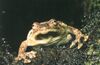 Platypelis grandis01.jpg