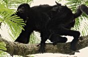 Propithecus perrieri 001.jpg