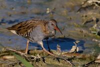 Rallus aquaticus - Ralaqu.jpg