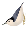 Sitta carolinensis png.png