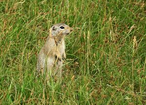 Spermophilus relictus.jpg