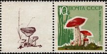 The Soviet Union 1964 CPA 3126A stamp with left label2 (Mushrooms. Red-capped scaber stalk (Leccinum aurantiacum) with milk agaric (Lactarius resimus)) 600 dpi.jpg