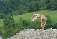 Tyto alba 1 Luc Viatour.jpg