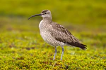 Whimbrel Numenius phaeopus.jpg