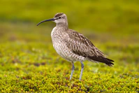 Whimbrel Numenius phaeopus.jpg
