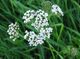 Achillea millefolium.jpeg