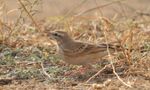 Anthus campestris-3.jpg