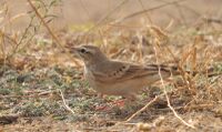 Anthus campestris-3.jpg