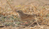 Anthus campestris-3.jpg