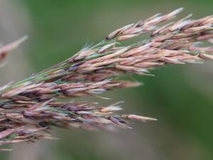 Calamagrostis purpurea flower (03).jpg