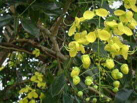 Cassia fistula, closeup.jpg