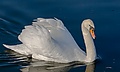 Cisne (Cygnus olor) en el Palacio de Nymphenburg, Múnich, Alemania30.JPG