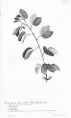 Hortus Cliffortianus (TAB. XIV) BHL396994.jpg