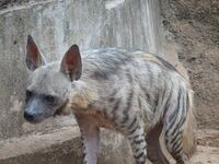 Hyena in Nandankanan Zoo.jpg