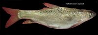 Kura barbel.jpg
