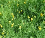 Meadow vetchling 800.jpg