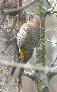 Northern Flicker-27527.jpg